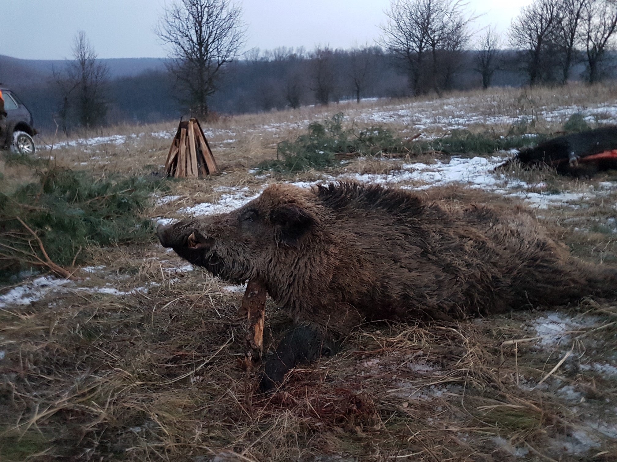 A1 DECOY LTD Hungary hunting trip scene with wild boar and jackal hunting decoys in a natural outdoor setting.