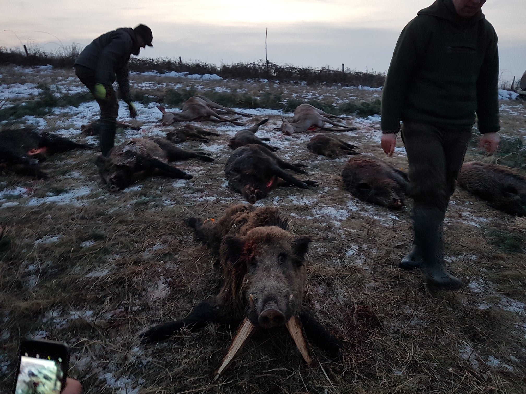 A1 DECOY LTD Hungary hunting trip with realistic wild boar and jackal decoys for hunting enthusiasts.