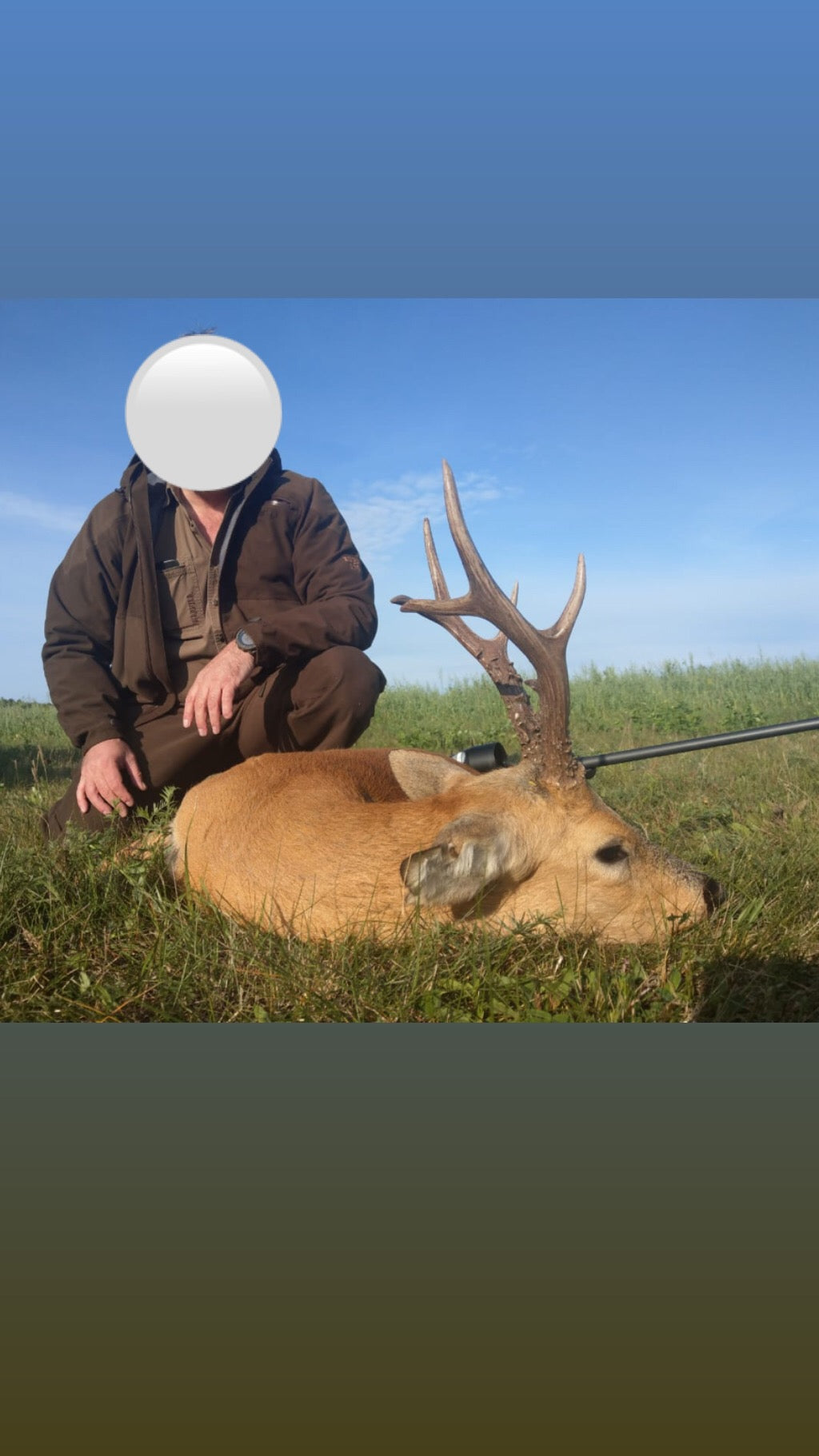 Siberian Roe Deer decoy by A1 DECOY LTD, showing realistic details for wildlife hunting or display.