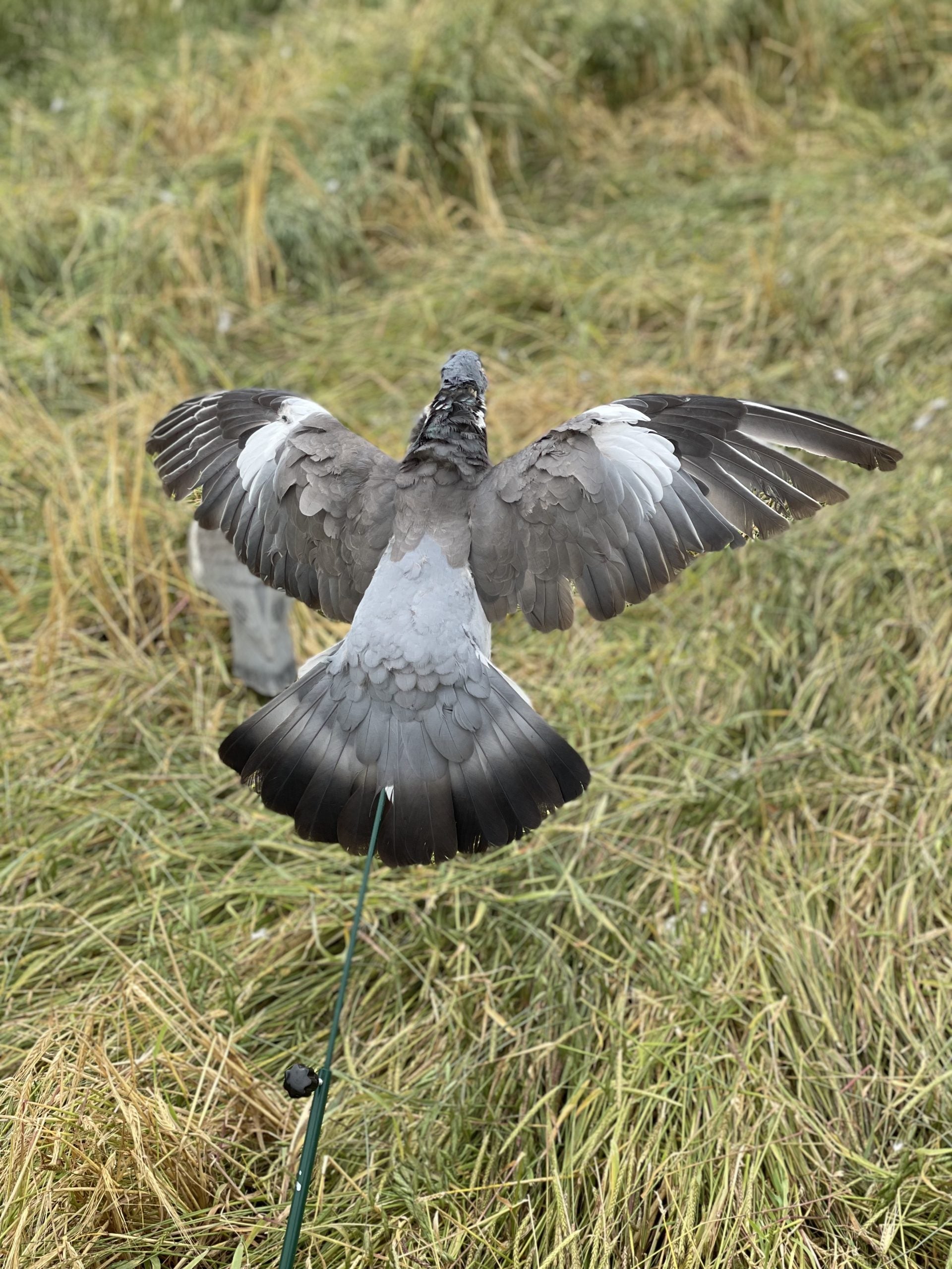 Aford Floater Lander Glider Decoy Pole with a bouncer-style float for waterfowl decoy setup.