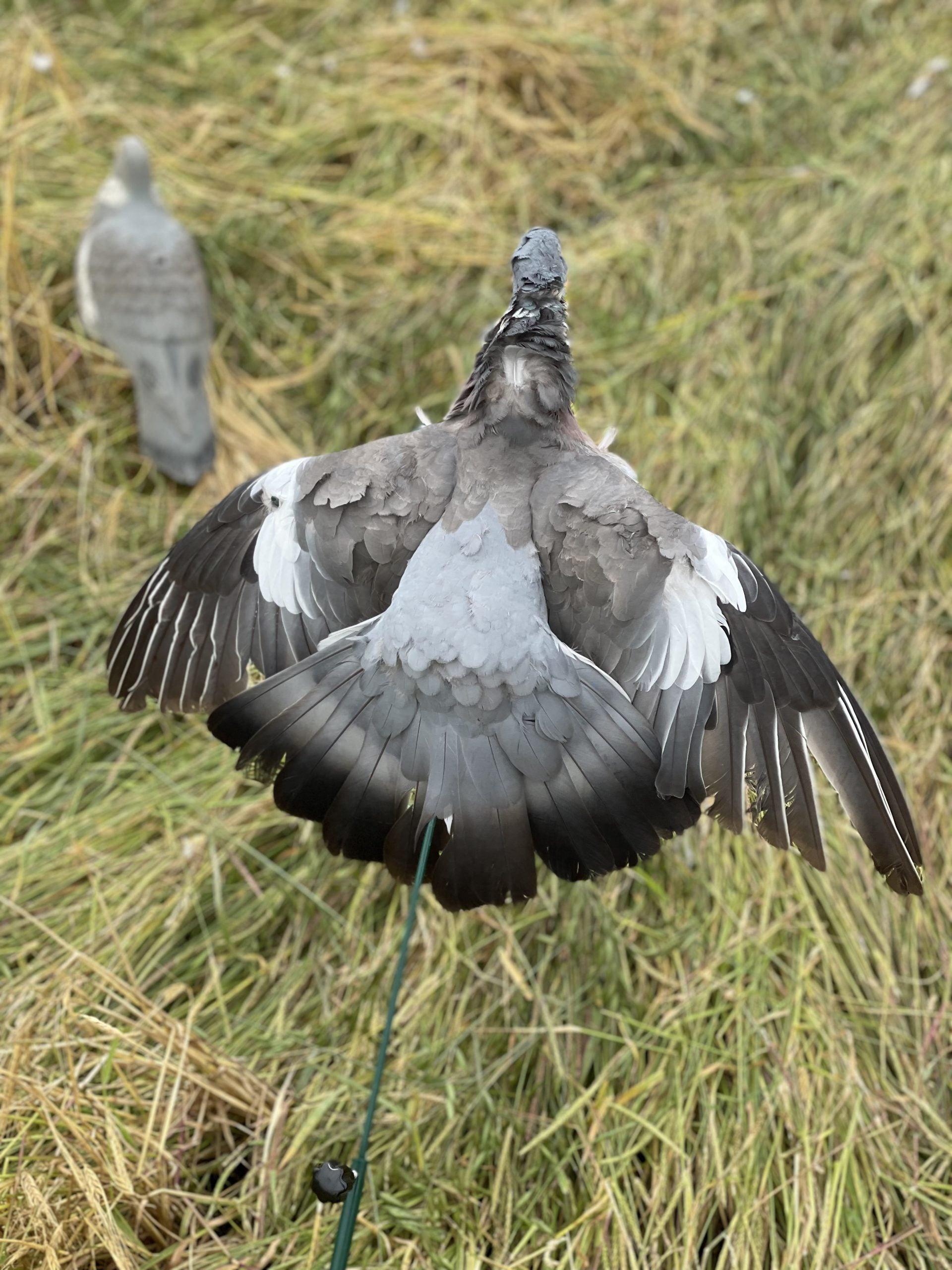 AFORD Floater Lander Glider Decoy Pole used as a bouncer or floater for waterfowl hunting decoys.