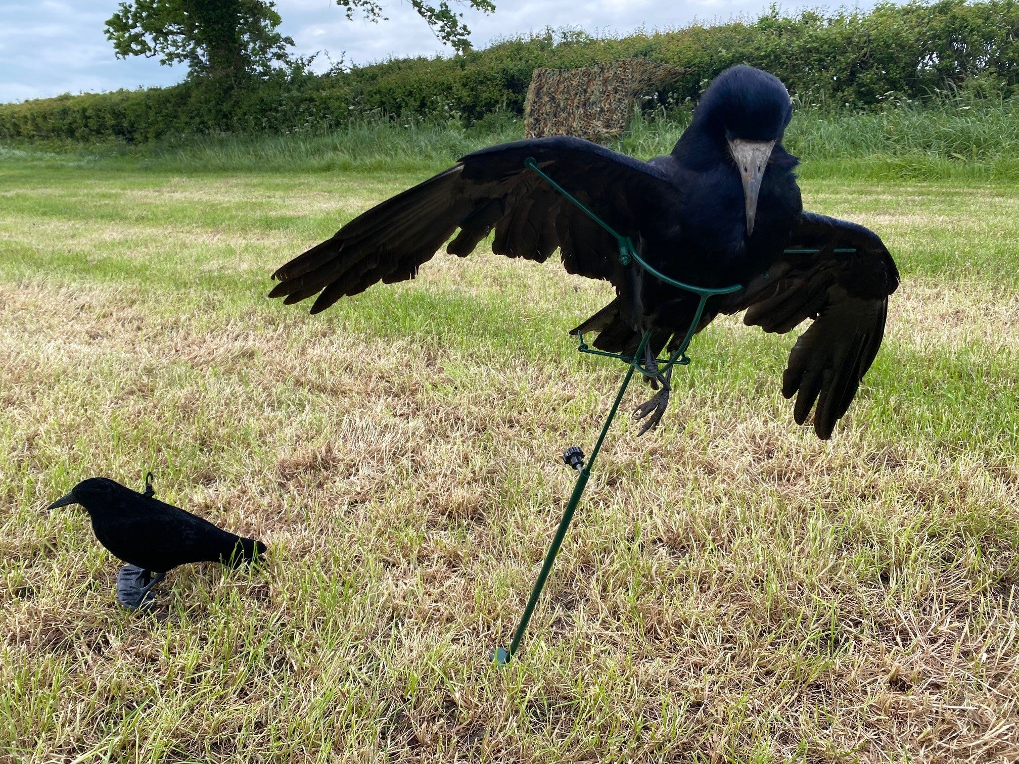 Aford Floater Lander Glider Decoy Pole, a bouncer and floaters fishing decoy pole for waterfowl hunting.