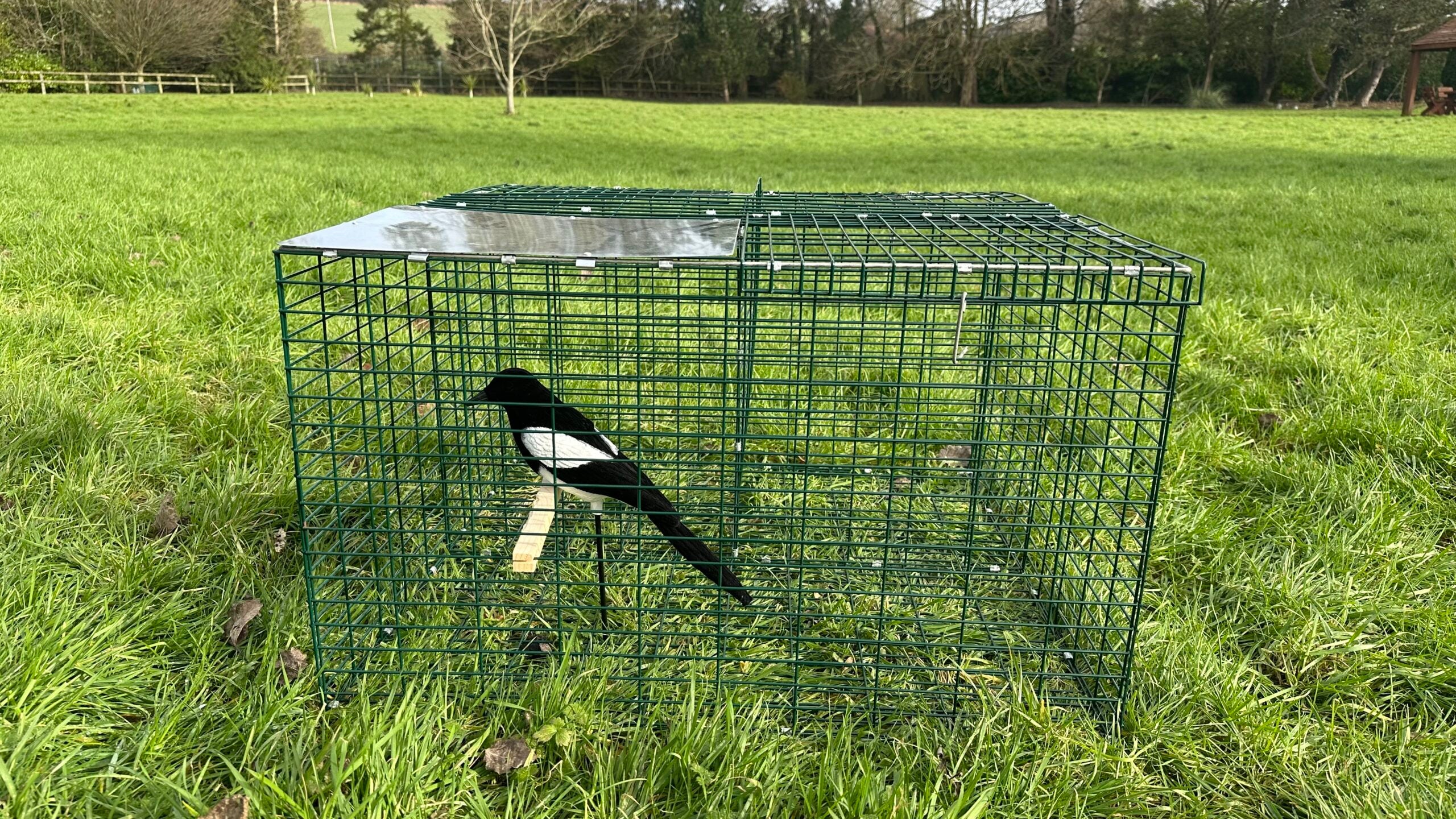 Collins Nets Larsen Magpie Trap with free flocked decoy, a legal live-catch cage for magpies and crows pest control.