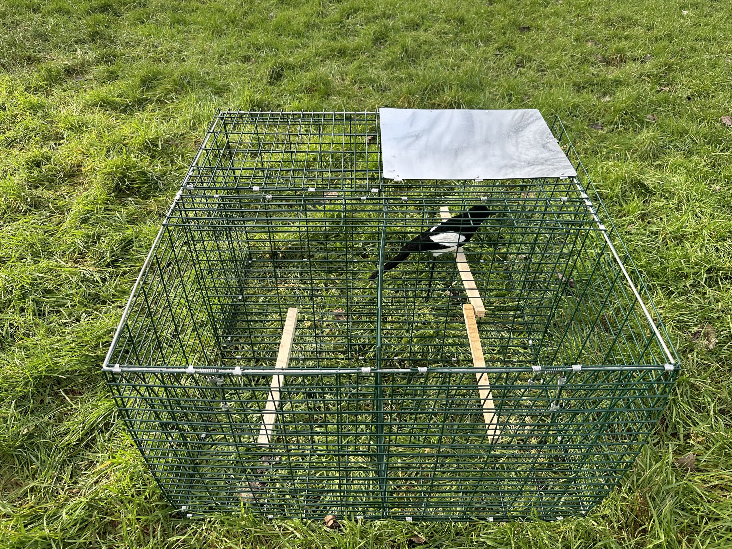 Larsen Magpie Trap by COLLINS NETS with flocked decoy for live-catch pest control, designed for magpies and crows.