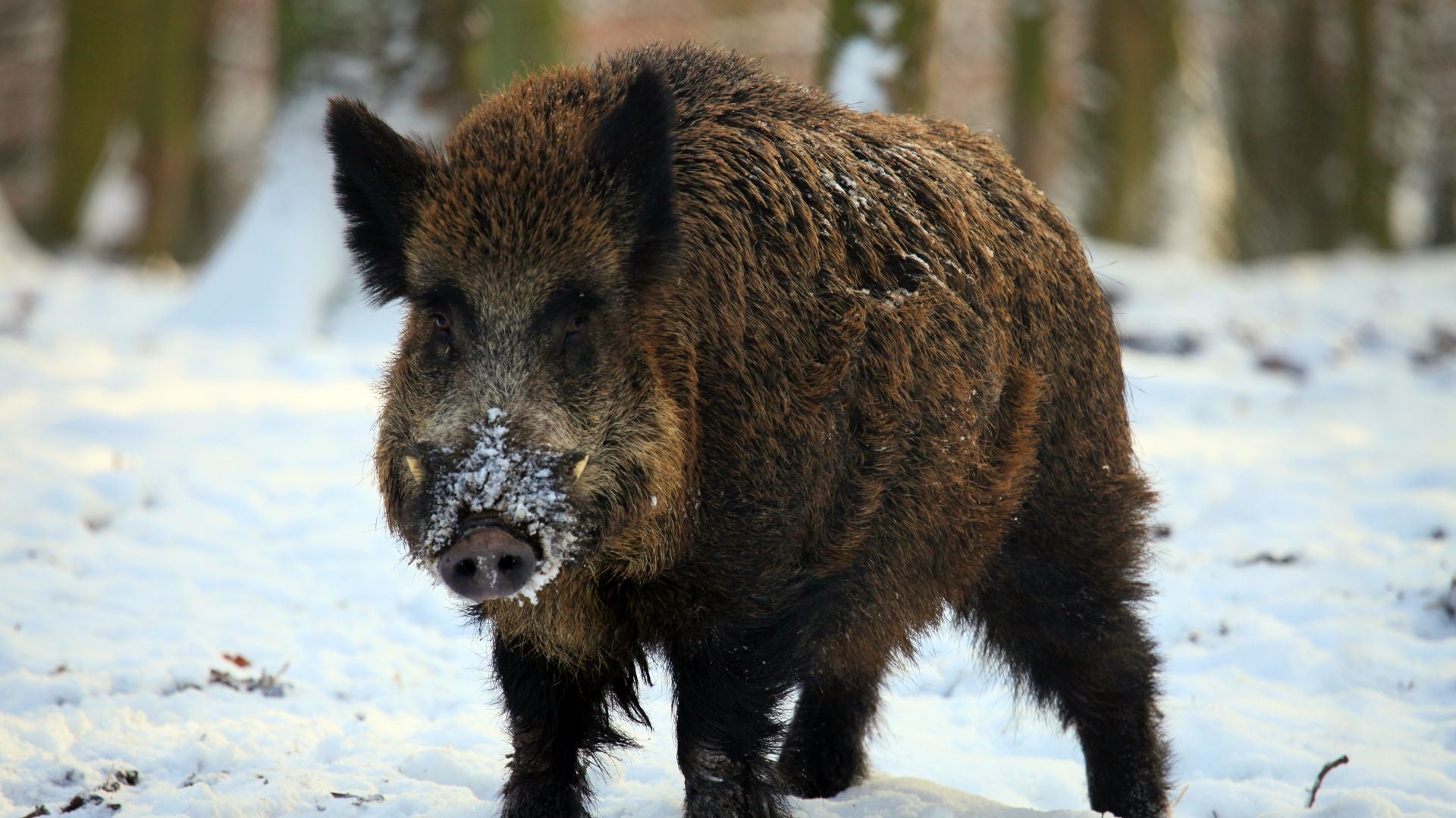 Luxury wild boar hunting experience in Croatia by A1 Decoy Ltd, featuring hunting gear and scenic outdoor landscape.