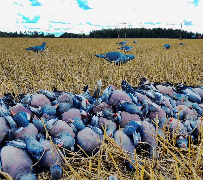 Pack of 12 Final Approach Wood Pigeon Decoys by A1 DECOY LTD, realistic hunting decoys for bird hunting and decoy setup.