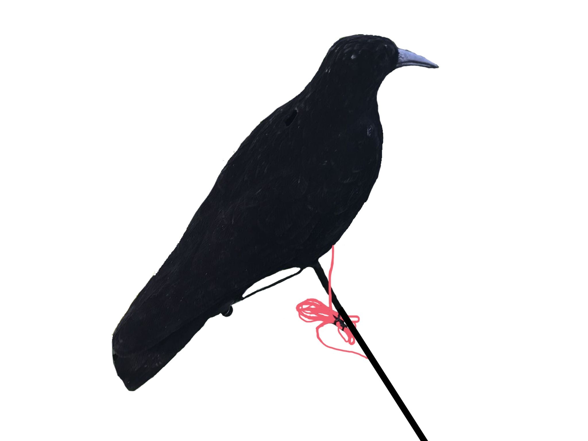 Windy motorized pecking crow decoy with realistic design, used for bird deterrence and pest control in agricultural fields.