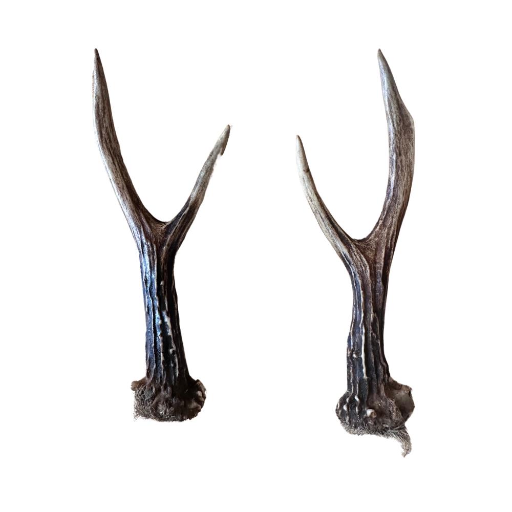 Pair of Roe Deer antlers for thumb sticks by A1 Decoy Ltd, natural-looking antler set for hunting or decoration.