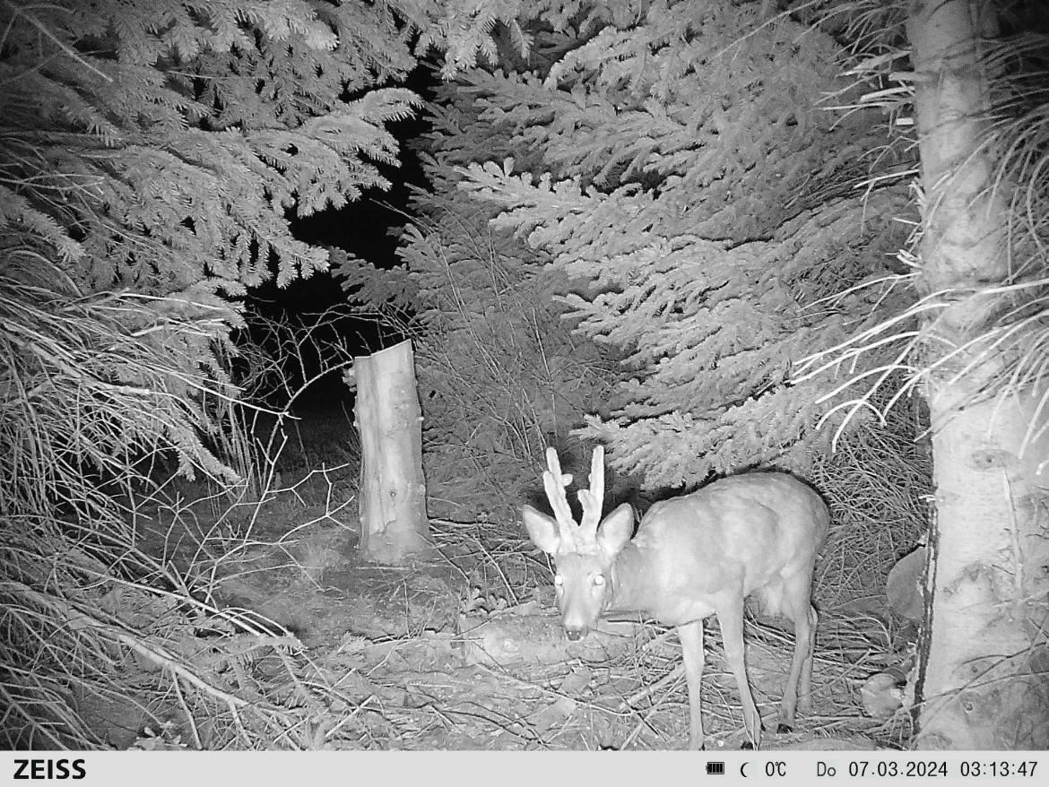 ZEISS Secacam 7 – Professional Trail Camera with Infrared & Display