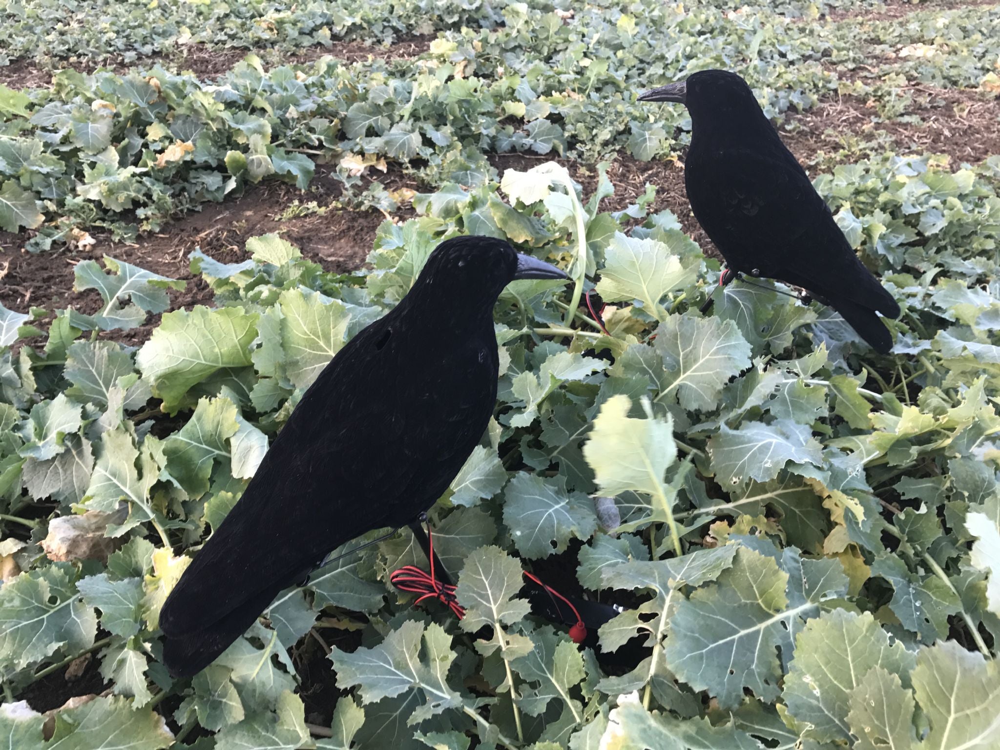 Motorised Pecking Crow Decoy by WINDY used for bird deterrence, featuring realistic movement and detailed crow design.