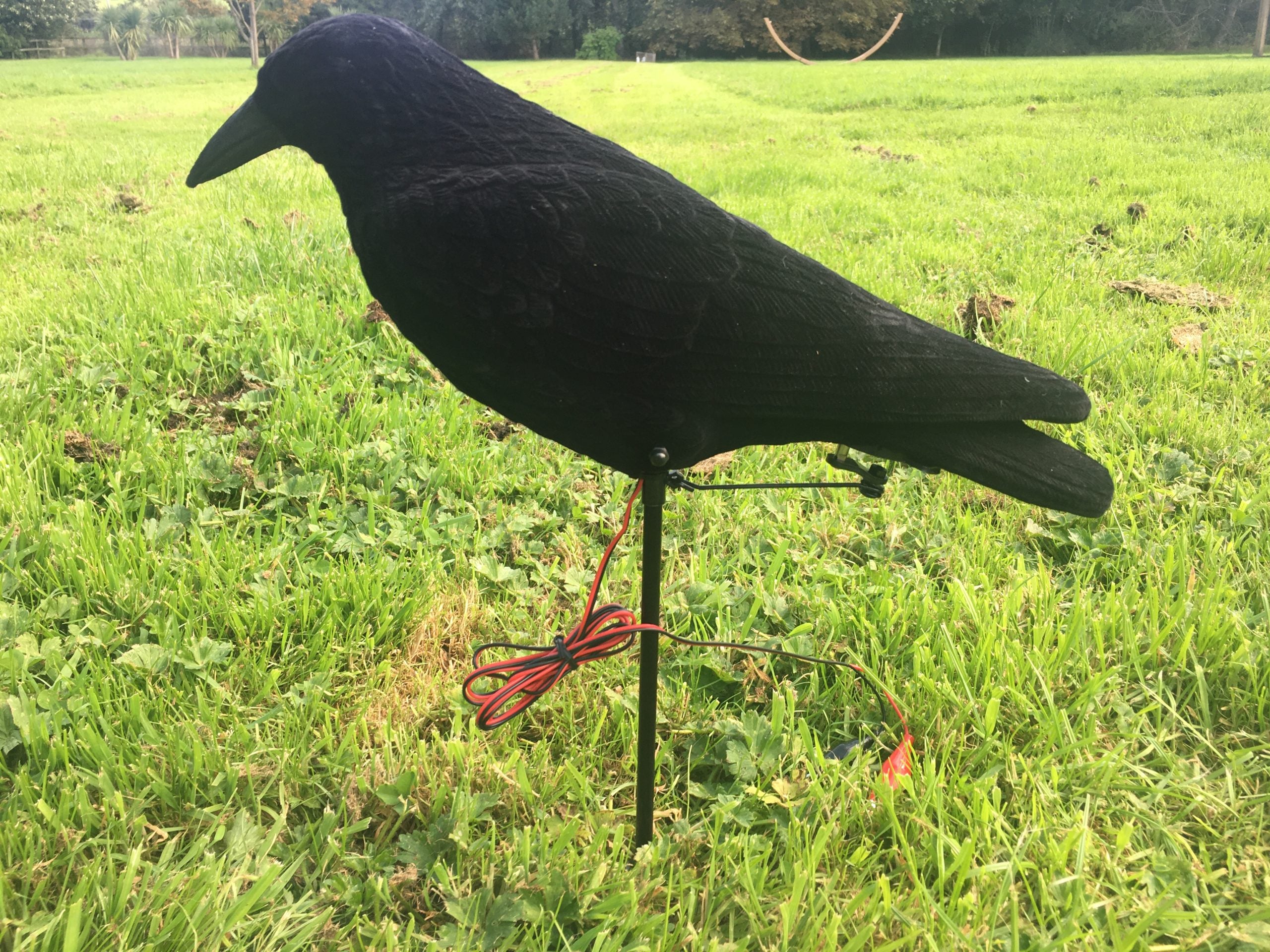 Motorised Pecking Crow Decoy by WINDY, realistic crow decoy with moving pecking action for bird deterrence and wildlife management.