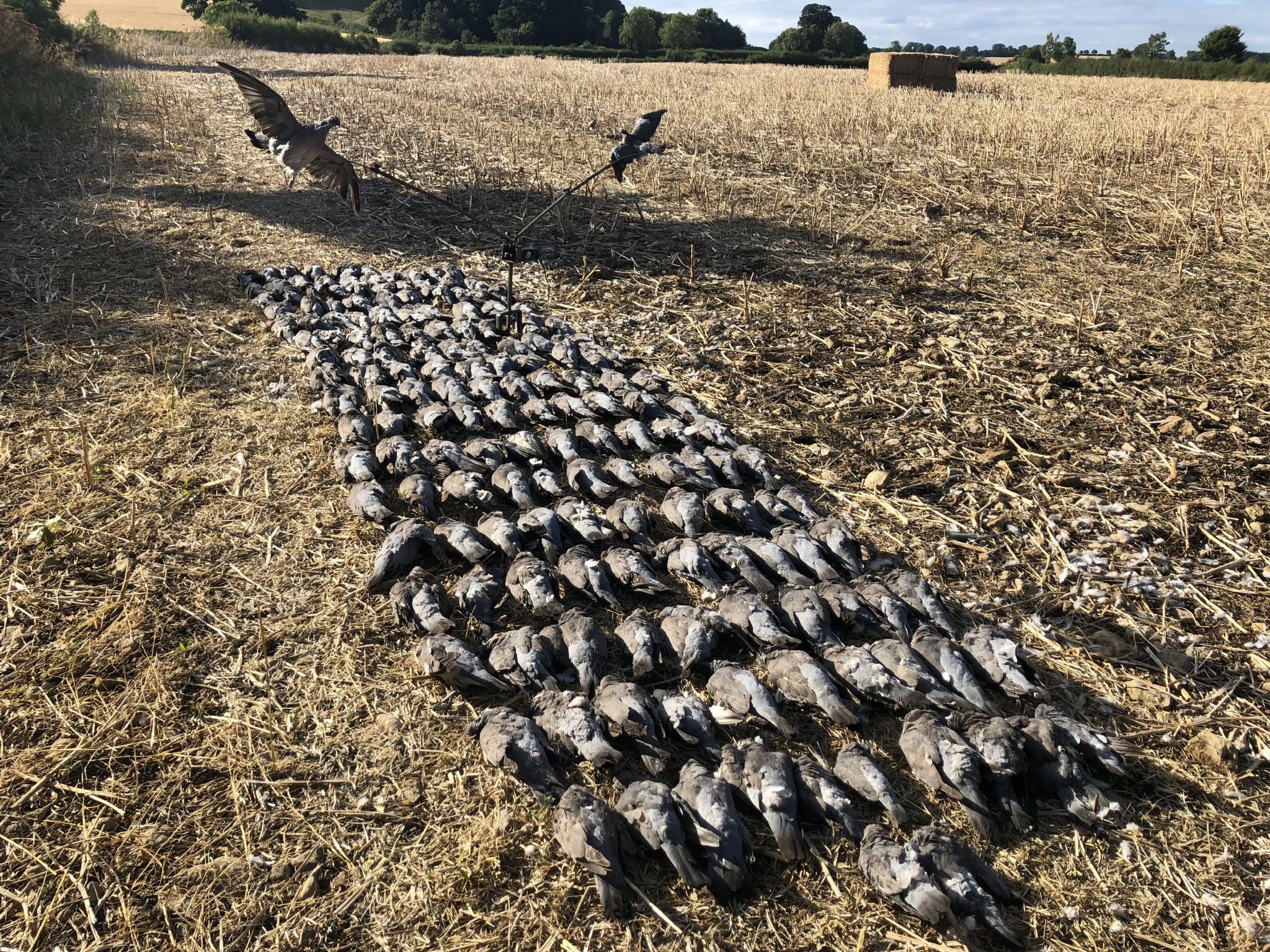 Pigeon Shooting
