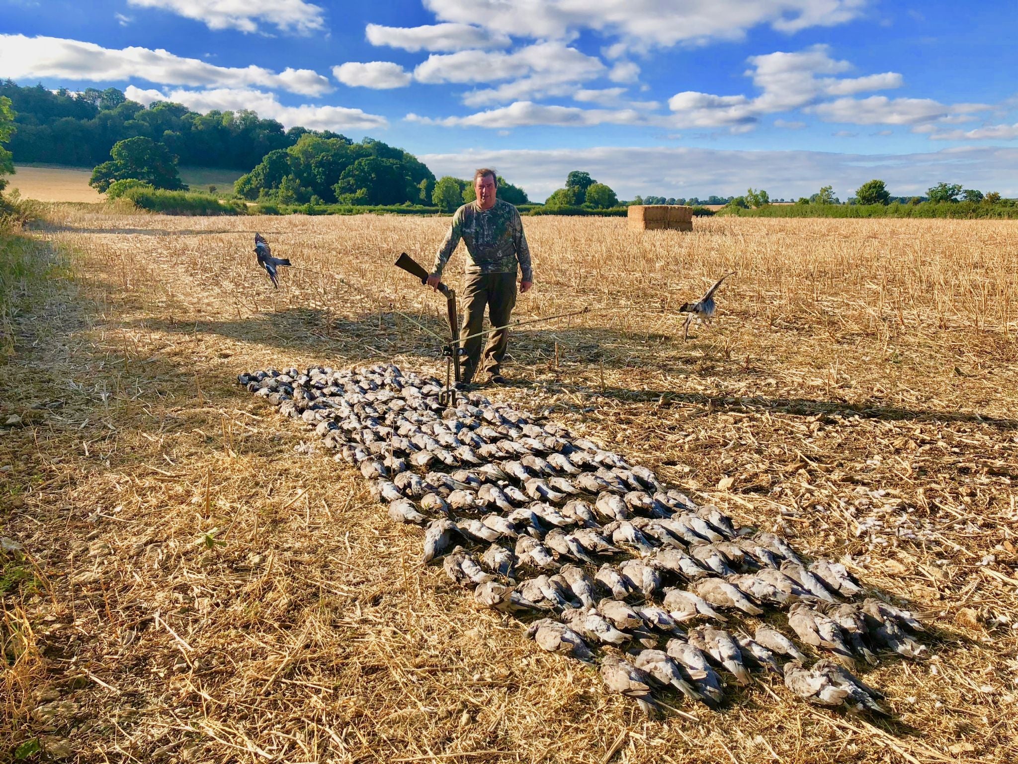 Pigeon Shooting