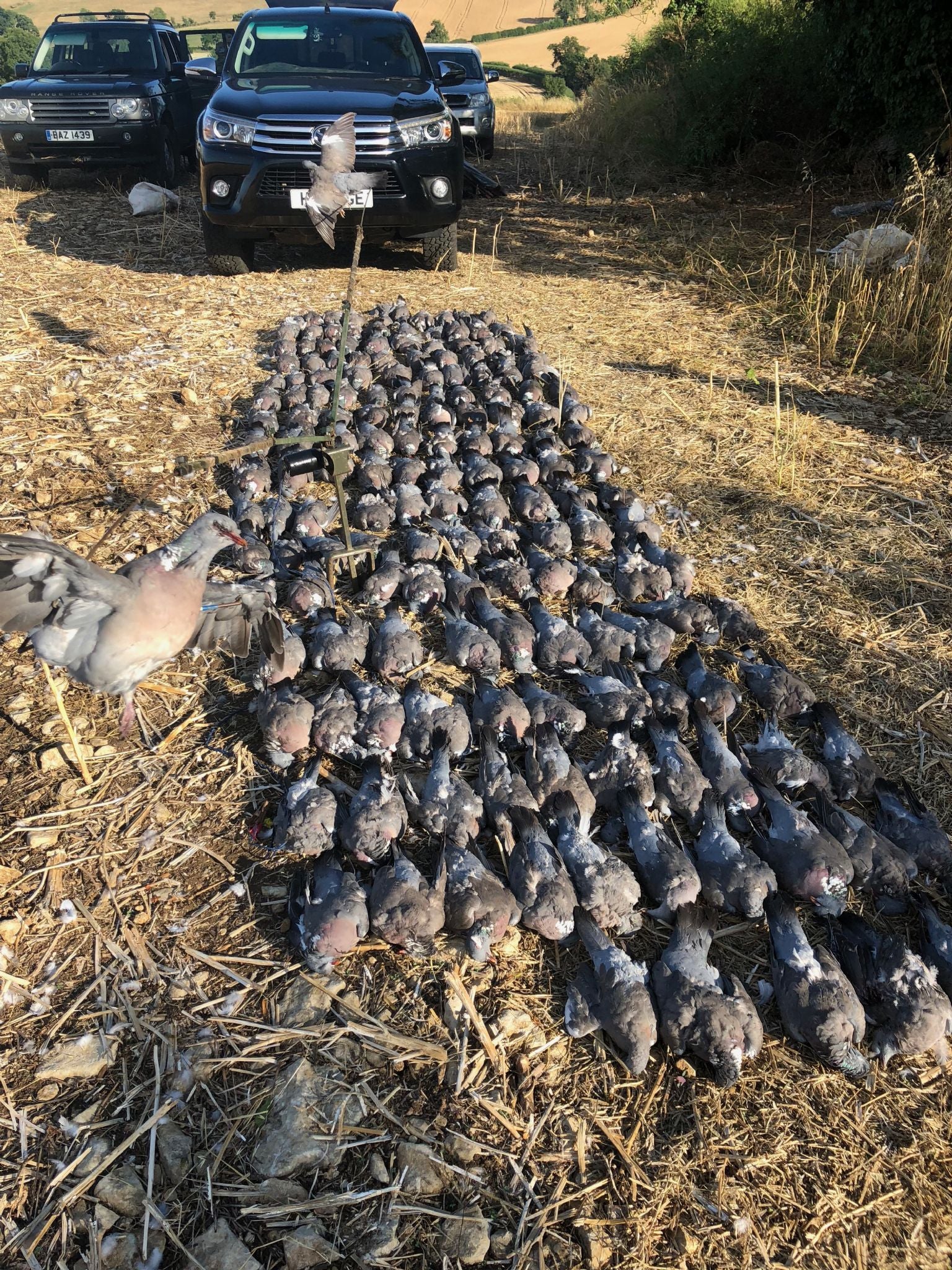 Pigeon Shooting