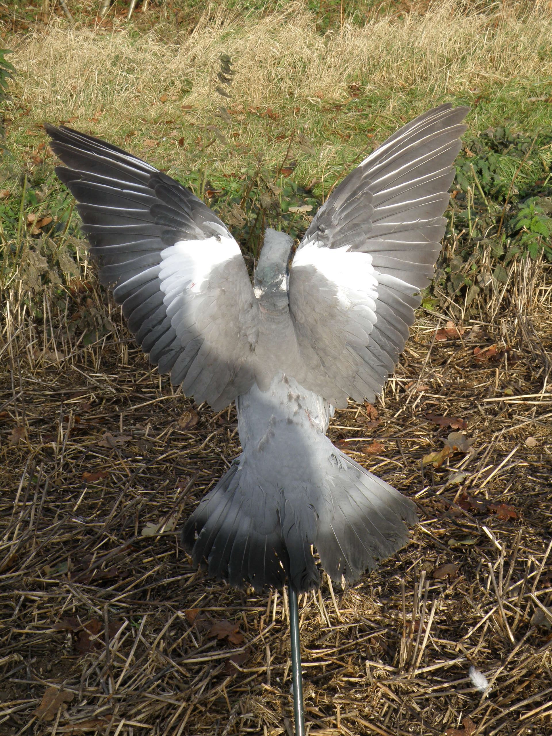 The Original Best Selling Turbo Pigeon Flapper (Flapper only)