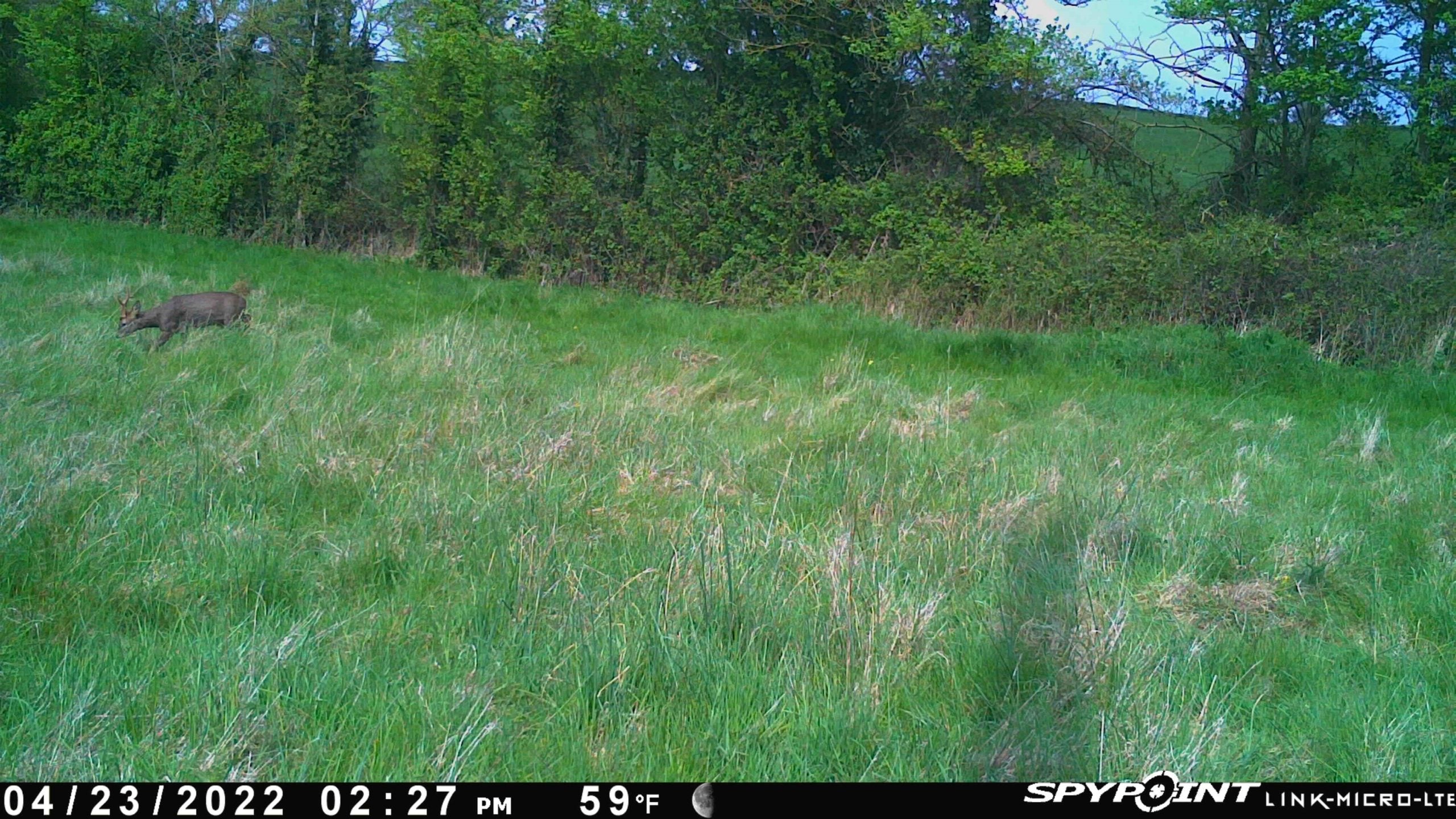 TJACKS LINK Micro LTE Spypoint trail camera with compact design and antenna for wildlife monitoring and trail surveillance.