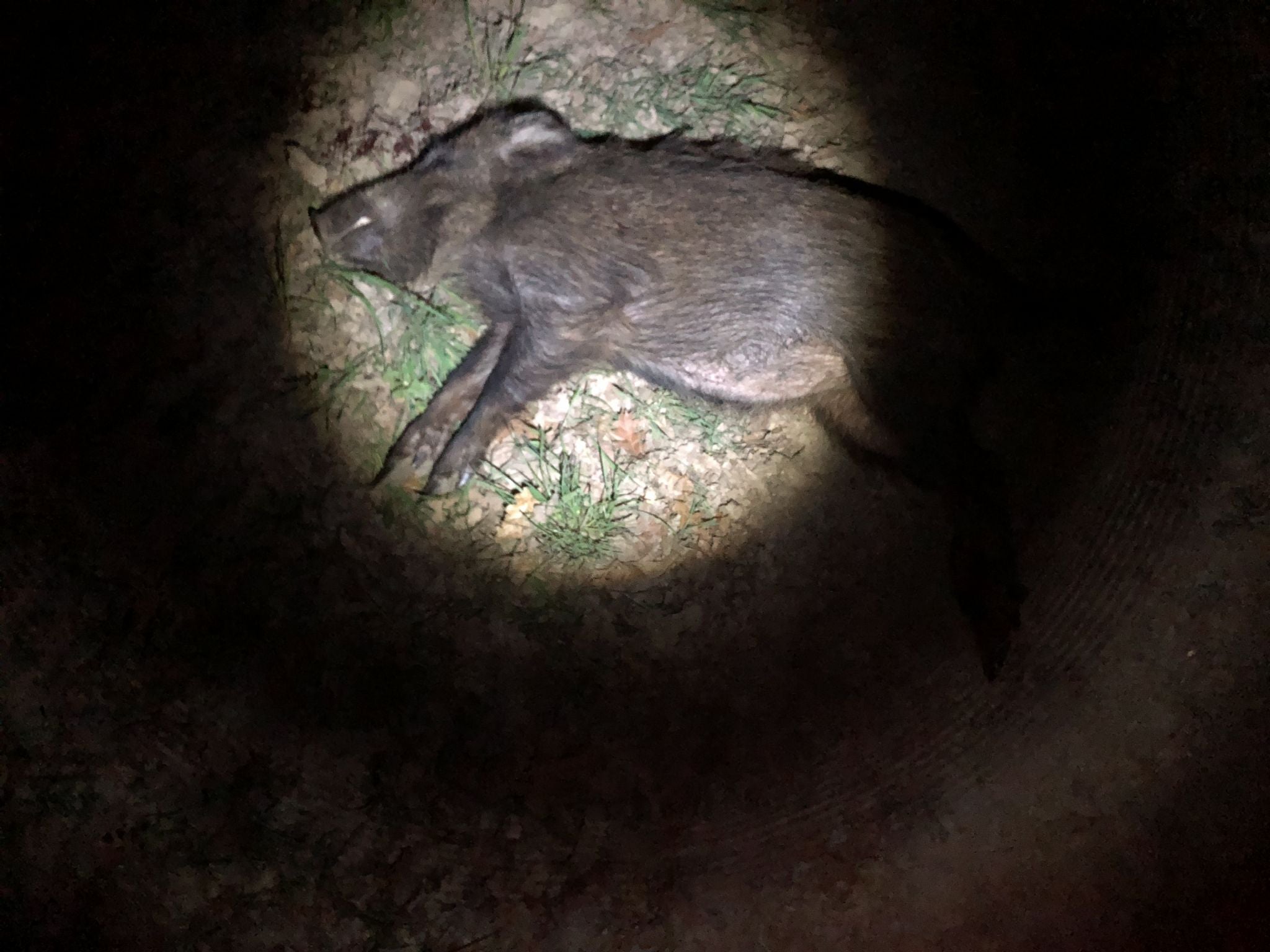 Wild Boar Red Stag & Roe Trip To Hungary