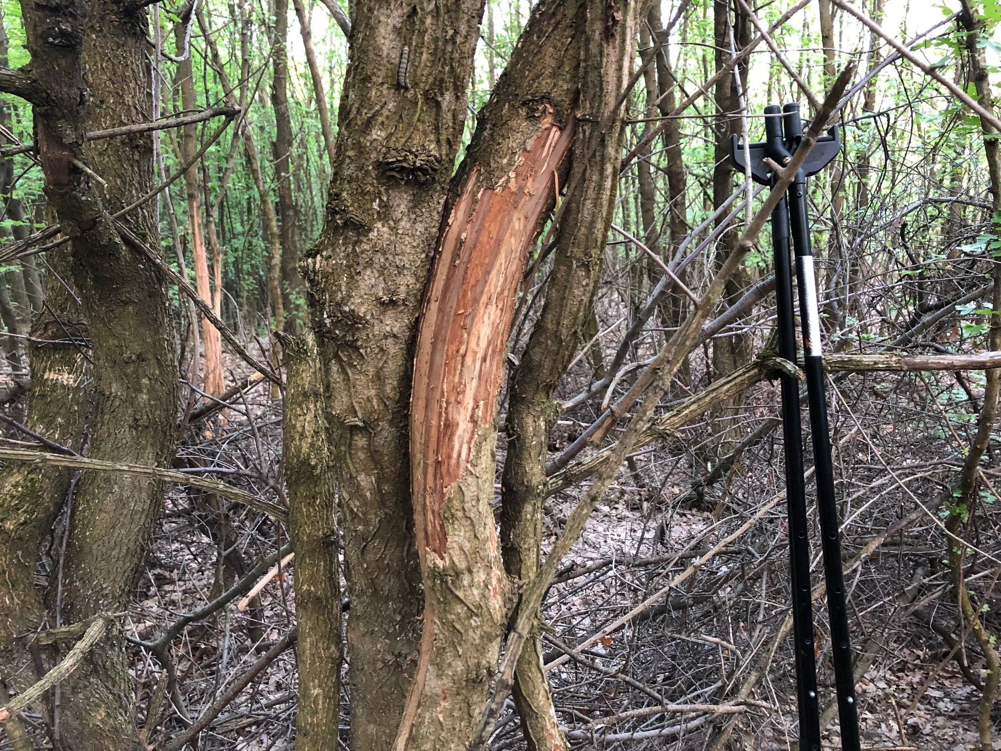 Wild Boar Red Stag & Roe Trip To Hungary