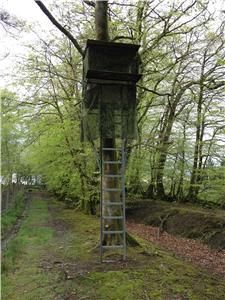Wild boar hunting trip in Forest of Dean or Cheshire, featuring A1 Decoy Ltd hunting equipment and scenic forest background.