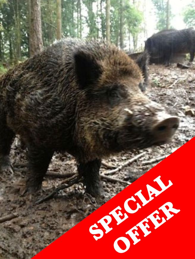 Wild boar decoy for shooting trip in Forest of Dean or Cheshire, by A1 Deco Ltd, showing realistic wild boar decoy in natural setting.
