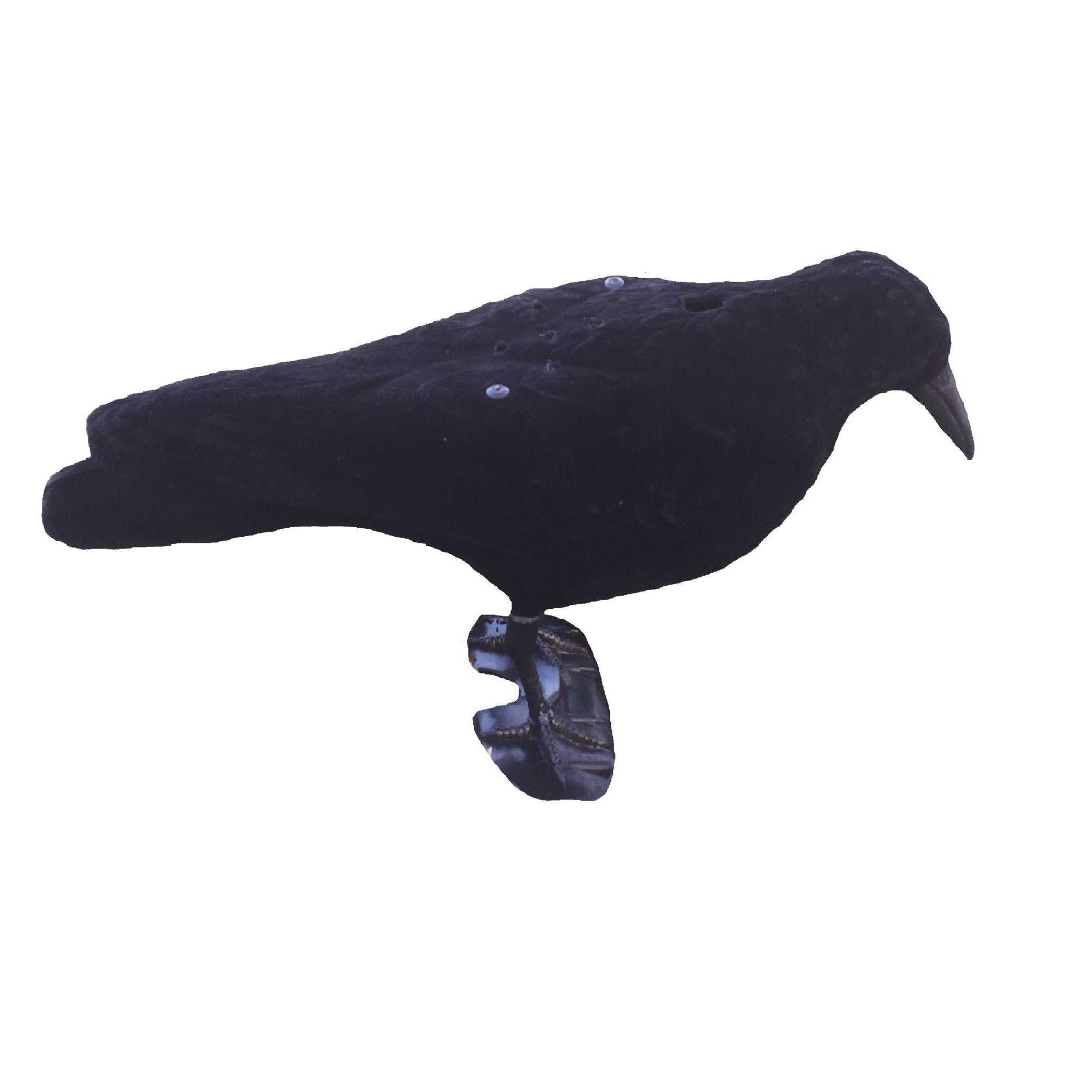 Windy electronic calling crow decoy for bird hunting, showing realistic crow appearance with electronic features.