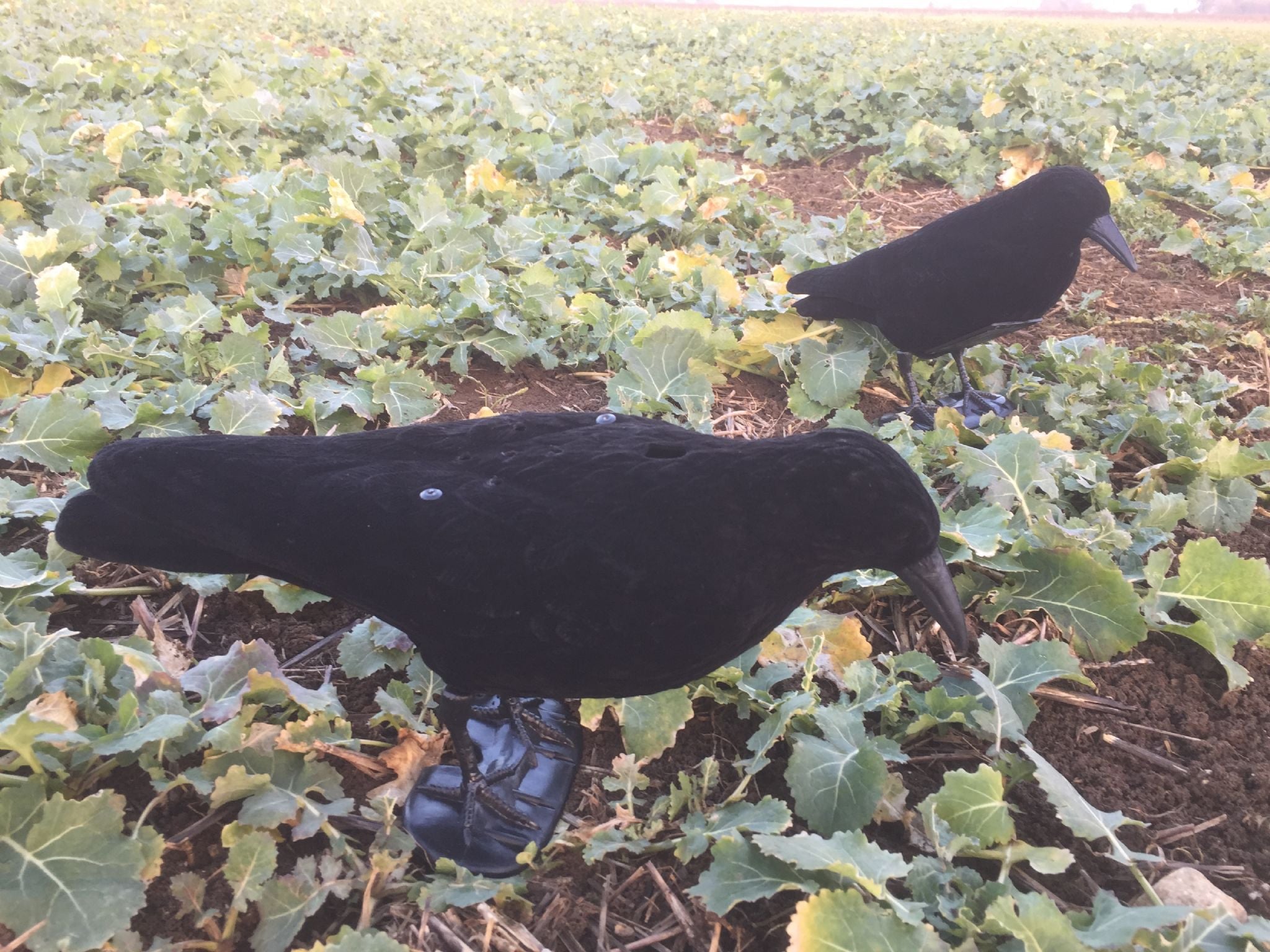 WINDY electronic calling crow decoy for bird hunting, realistic crow decoy with electronic features for effective calling.