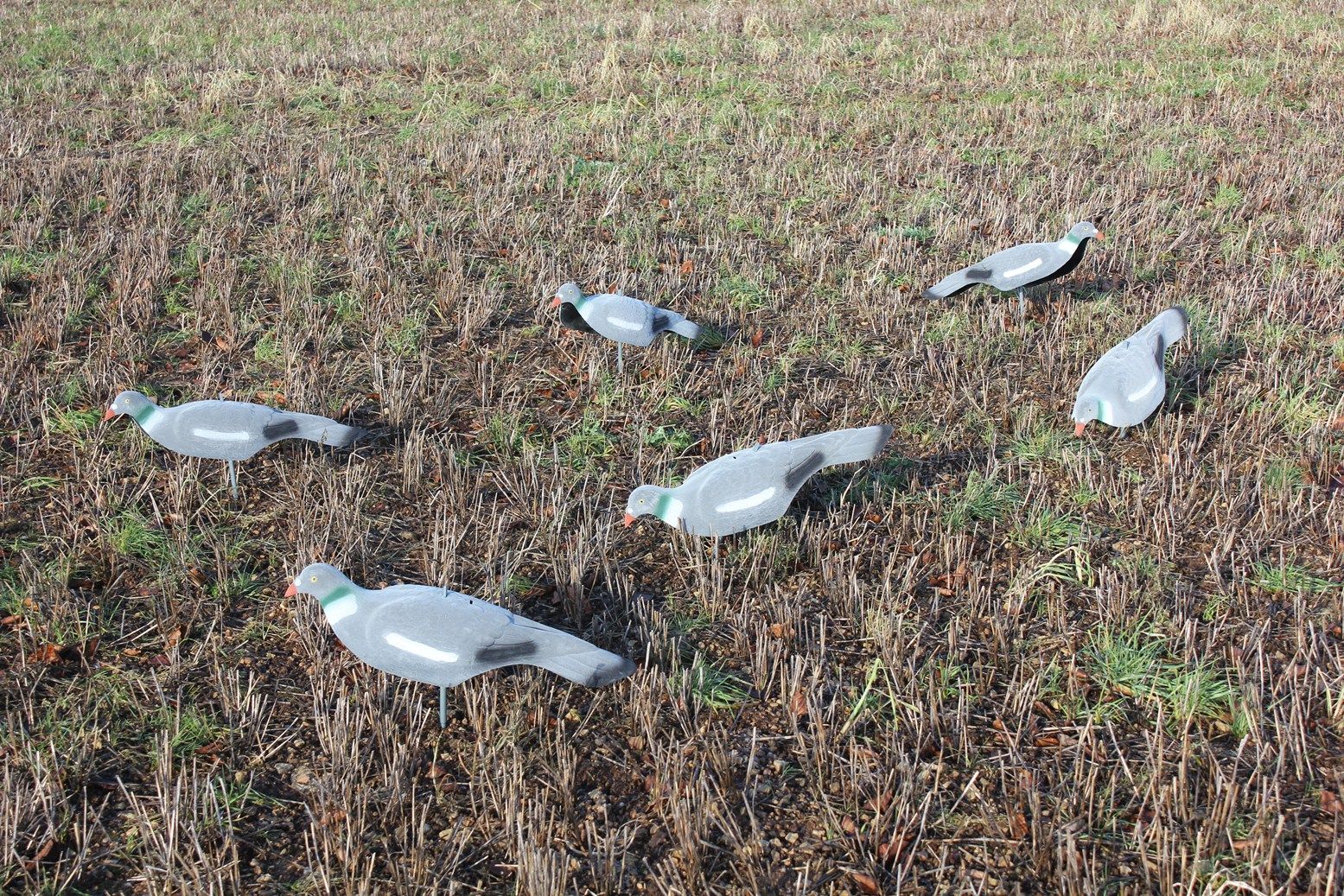 Extra large Magnum Flocked Pigeon Decoy Shell by WINDY, realistic bird decoy for hunting or wildlife observation.
