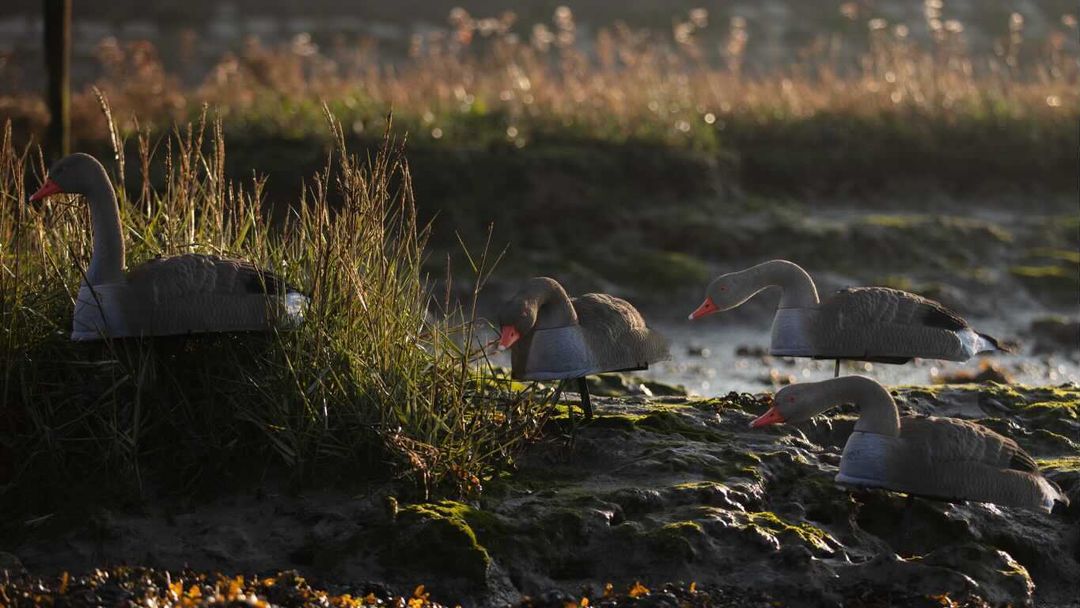 Flocked Greylag and Pinkfoot Goose decoy shell by WINDY, life-size and stackable for hunting or decoy setups.