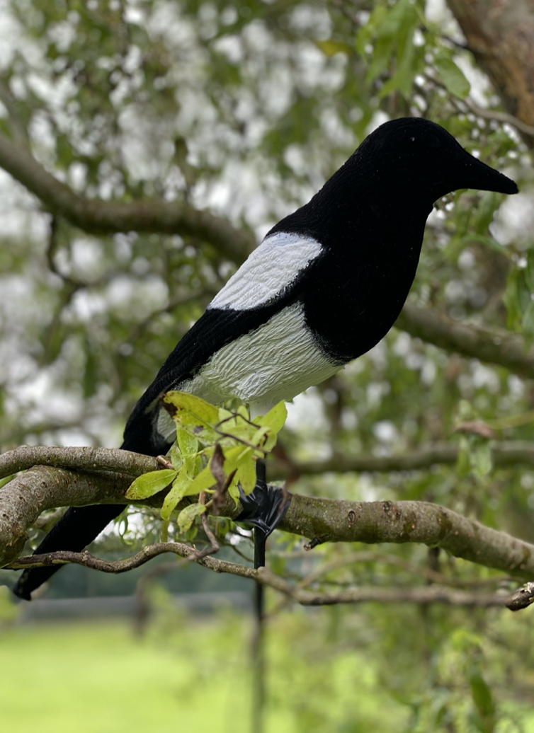 High Definition Flocked Magpie full-bodied decoy by WINDY, showing realistic black and white plumage for bird hunting.