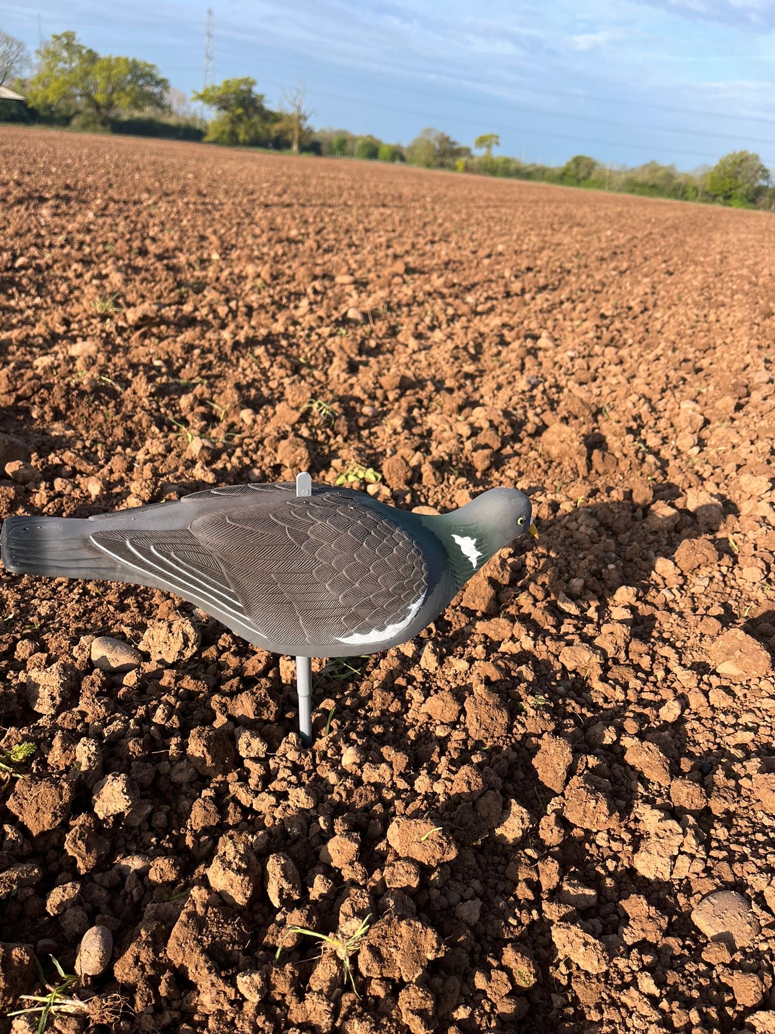 High definition WINDY pigeon shell decoys for bird hunting, featuring realistic feather details and durable construction.