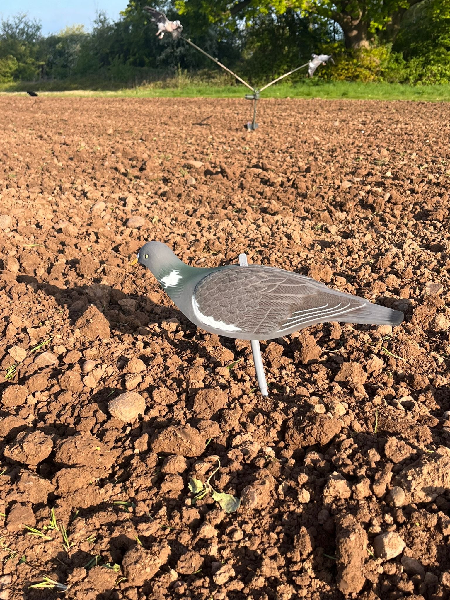 High definition WINDY pigeon shell decoys for hunting, showing detailed bird decoys with realistic features.