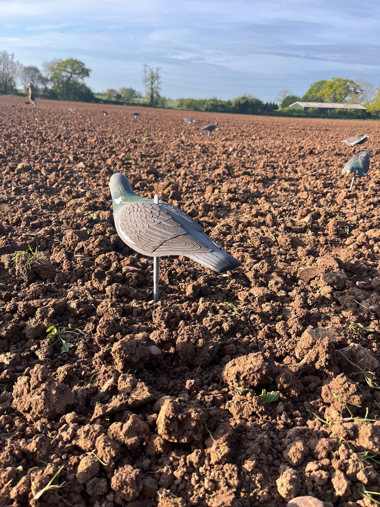 High definition WINDY pigeon shell decoys for bird hunting, featuring realistic pigeon images on durable plastic shells.
