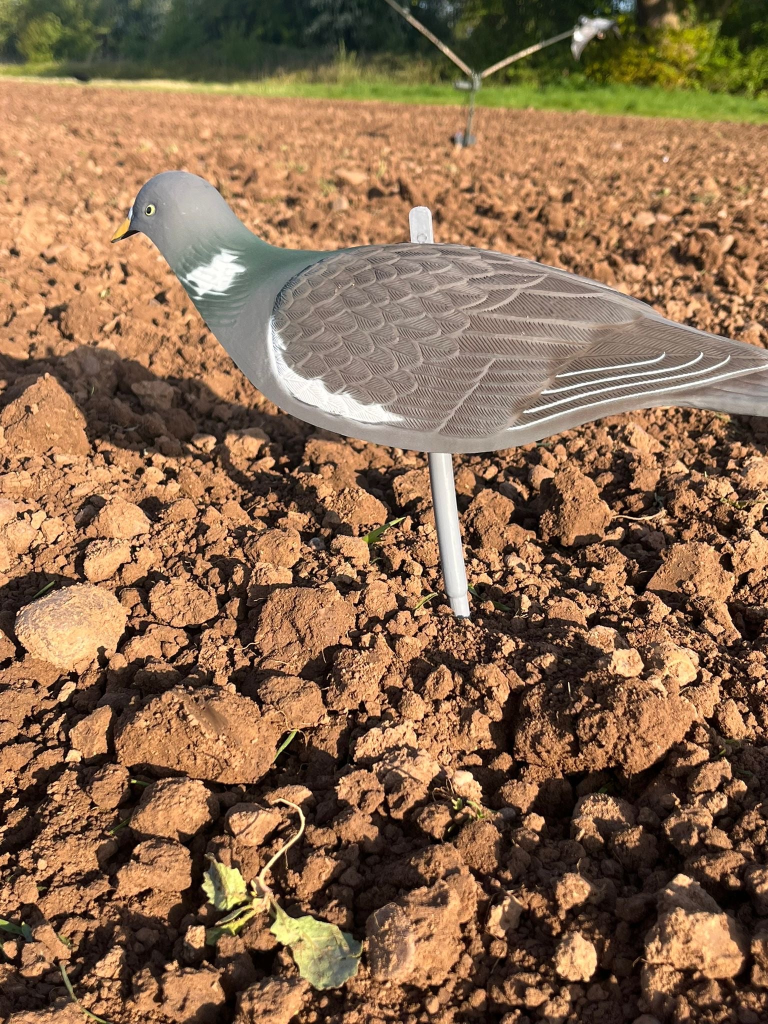 High definition WINDY pigeon shell decoys for hunting, showing realistic bird shapes and detailed feather textures.