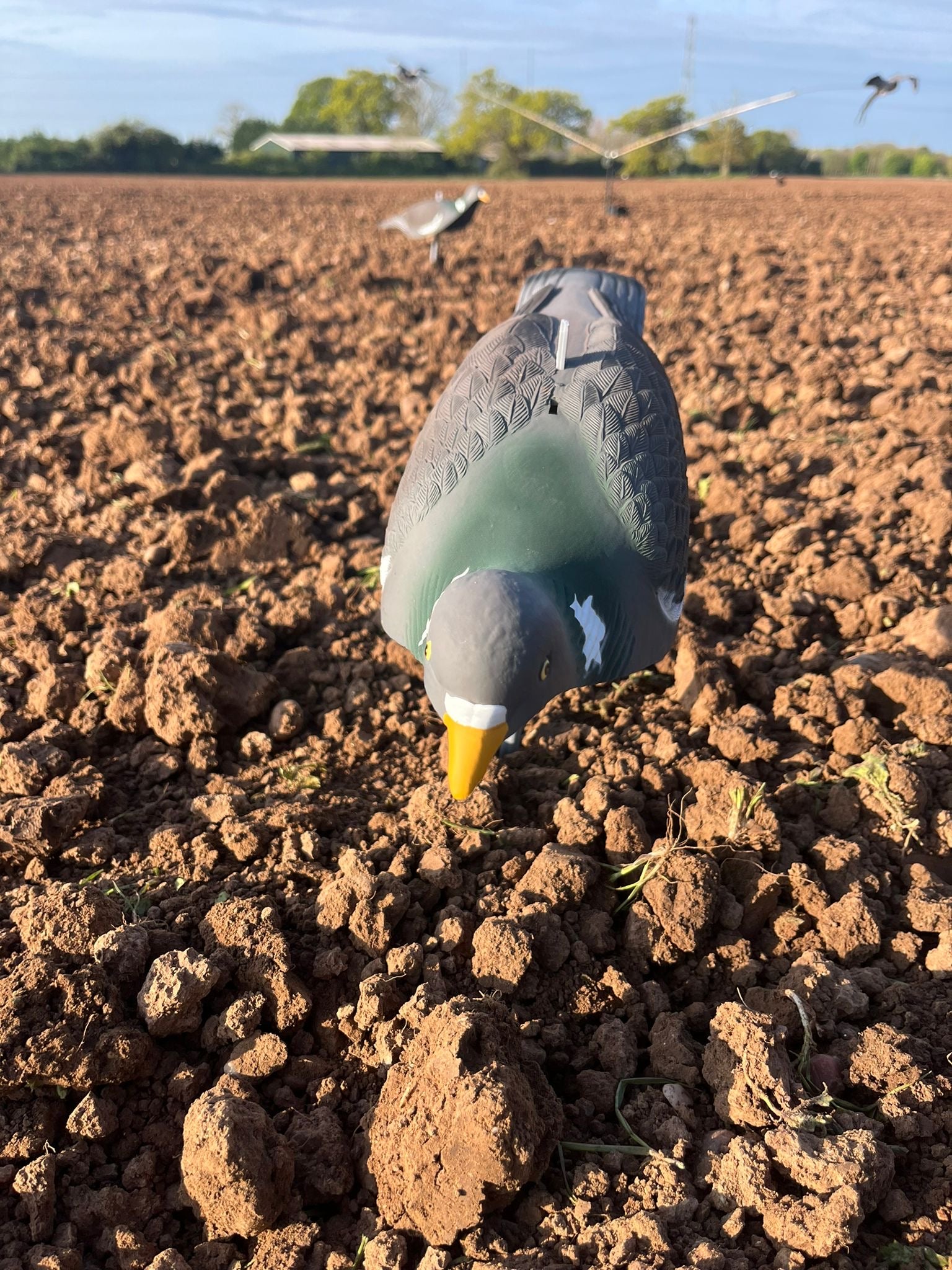 High-definition WINDY pigeon shell decoys for bird hunting, featuring realistic pigeon shapes and detailed feather textures.