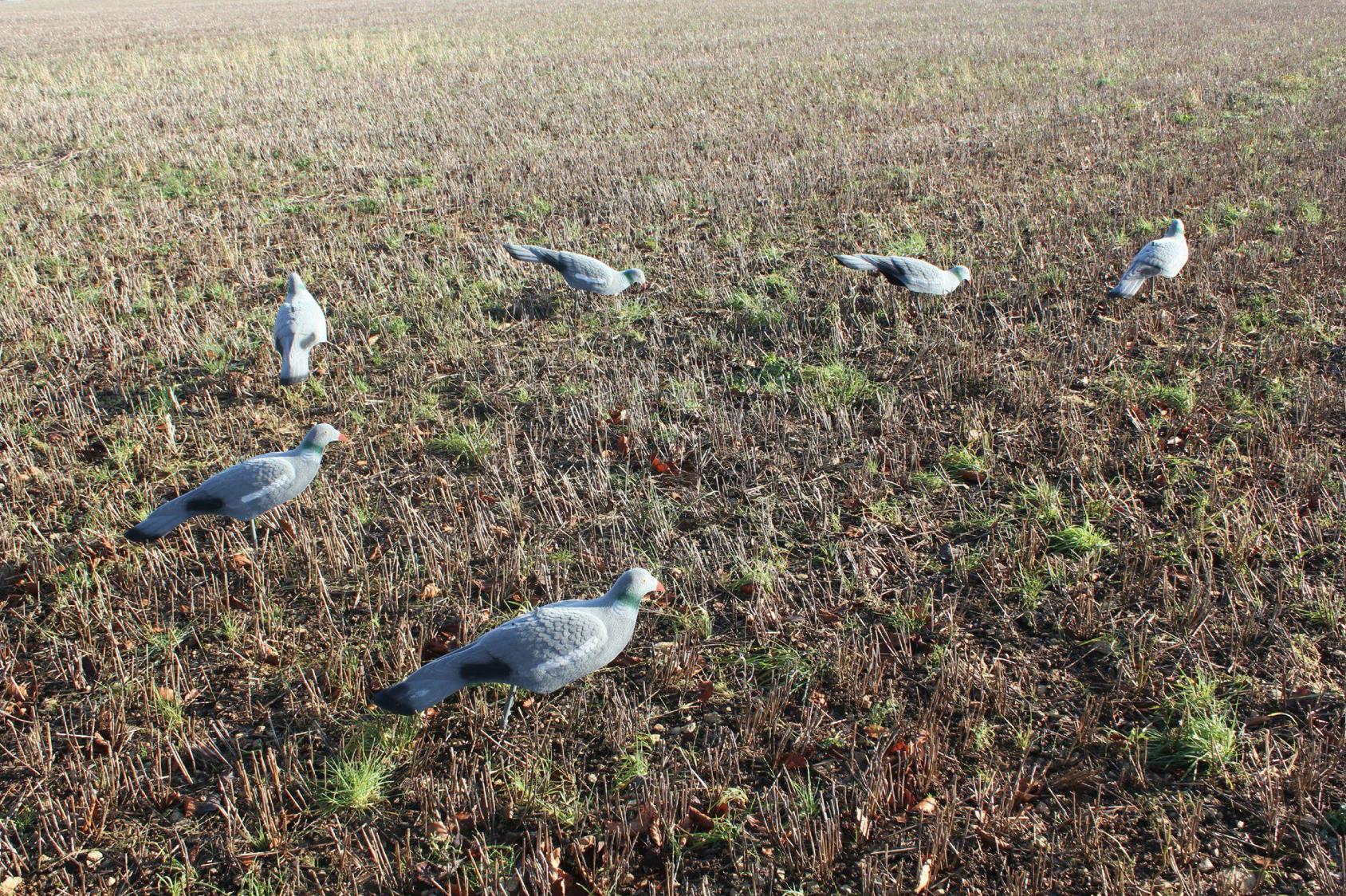 Pair of WINDY premium flocked pigeon decoy shells with realistic feathered texture for hunting or bird watching.