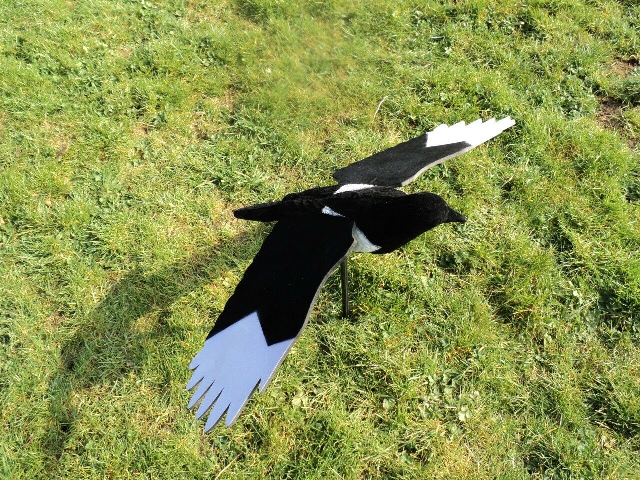 Premium flocked winged magpie decoy by WINDY, realistic bird decoy for bird control and wildlife management.