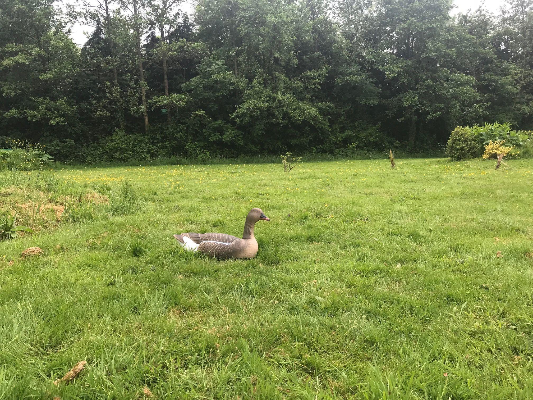 Pinkfoot goose decoy by WINDY floating on water with realistic details for bird hunting or decoy use.