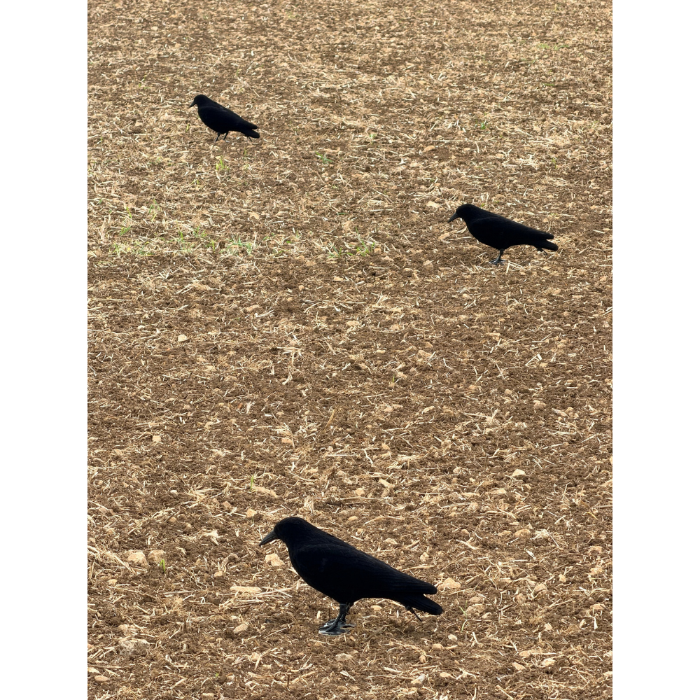 Windy Whole Body Flocked Crow Decoys showing realistic black crow figures with flocked surfaces for hunting or wildlife decor.