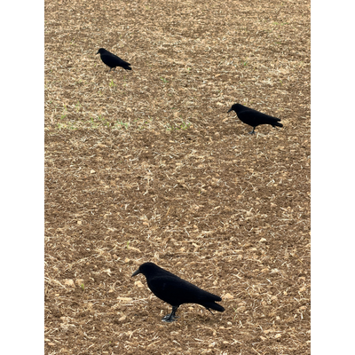 Windy Whole Body Flocked Crow Decoys showing realistic black crow figures with flocked surfaces for hunting or wildlife decor.