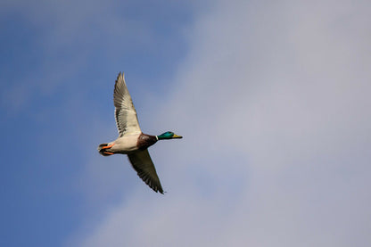 A1 Decoy Manual Mallard Duck Caller – Drake Hunt Whistle