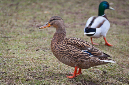 A1 Decoy Manual Mallard Duck Caller – Drake Hunt Whistle