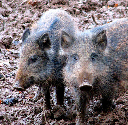 WILD BOAR SHOOTING TRIP TO THE FOREST OF DEAN OR CHESHIRE