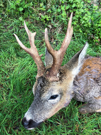 A1 Decoy Deer Stalking Syndicate set with wild boar area in Forest of Dean, featuring realistic decoys and hunting accessories.