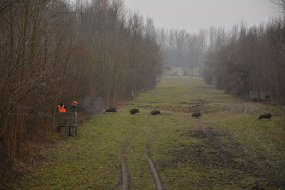 DRIVEN WILD BOAR SERBIA TRIPS Available 2026 Season