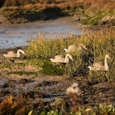 Flocked Greylag & Pinkfoot Goose Decoy Shell – Life-Size & Stackable