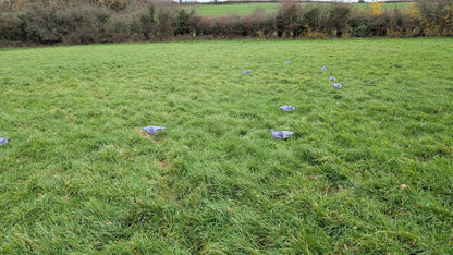 Pro Sock Pigeon Decoy Kit