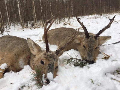 Siberian Roe Deer Trip to Russia New and Improved Prices!