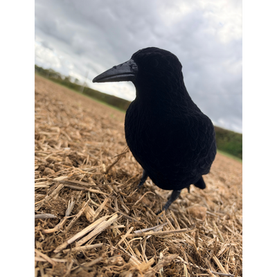 Three WINDY flocked crow decoys designed for whole-body bird hunting and wildlife observation.