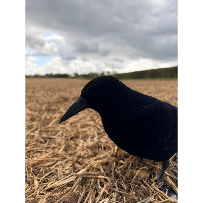 Windy whole body flocked crow decoys for hunting or bird watching, featuring realistic black crow design and feathered texture.