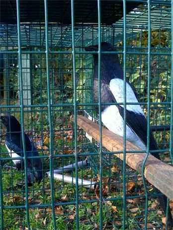 Plastic Magpie Decoys